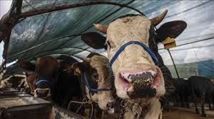 Kurban ibadetiyle ilgili doğru bilinen yanlışlar - Resim: 27